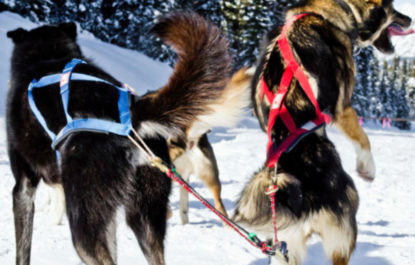 Dog Sledding and Snowshoeing tour